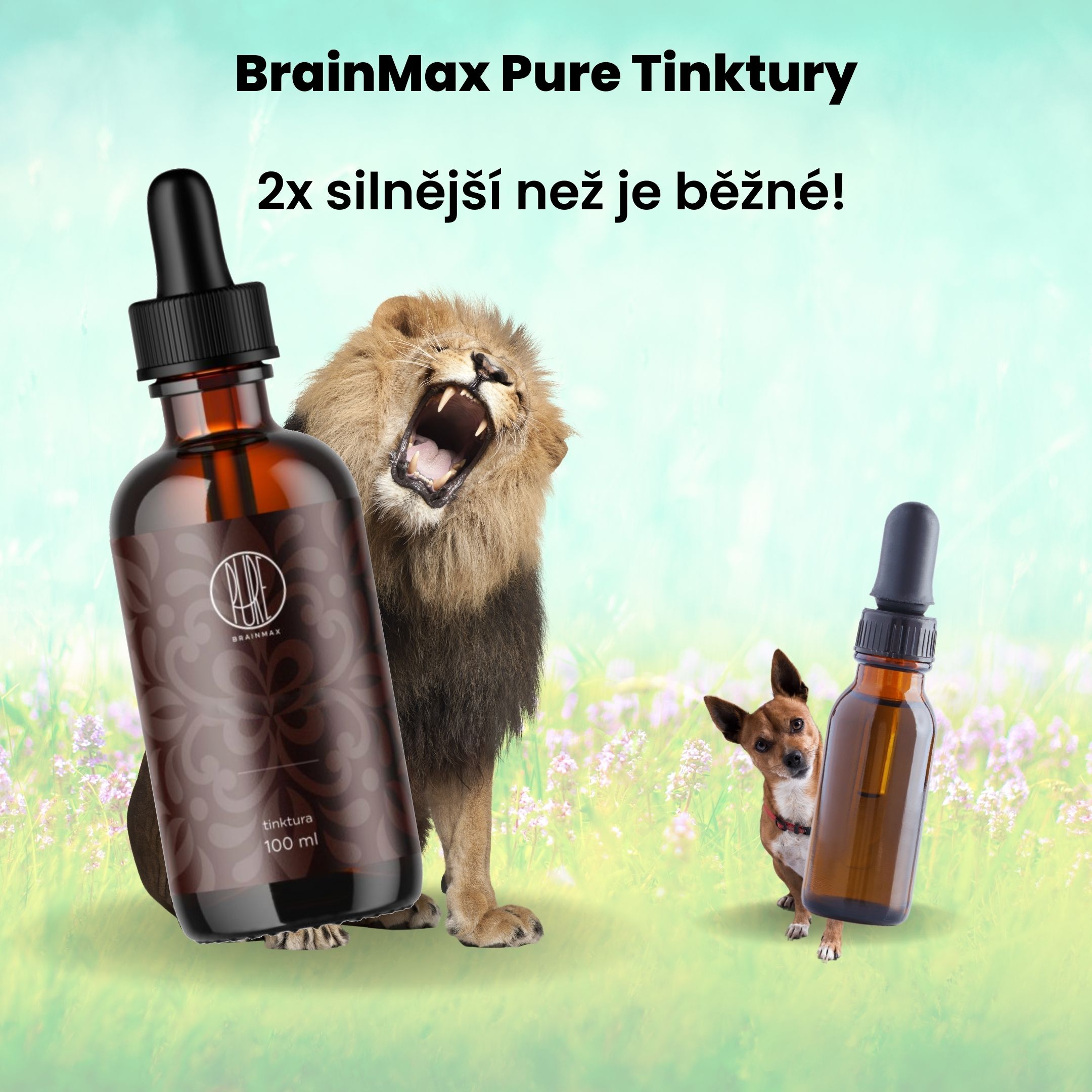 BrainMax Pure Kürbiskerne - BrainMarket.cz